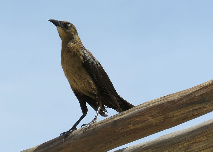 Great-tailed Grackle